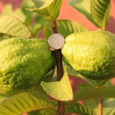 Guava, Vietnamese