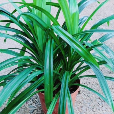 Pandan Leaves