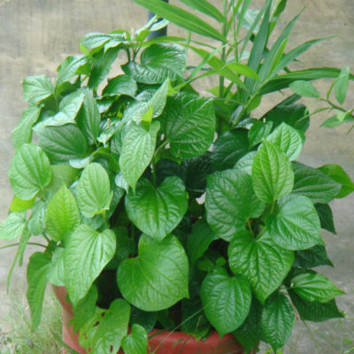 Wild Betal Leaf