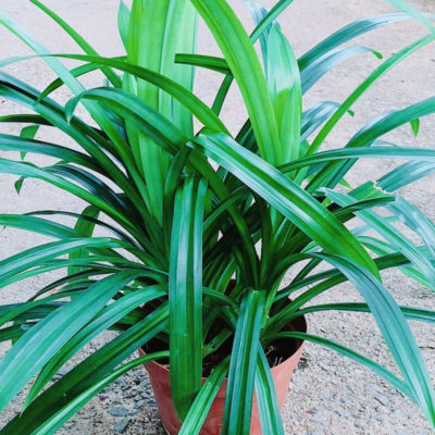 Pandan Leaves Plant