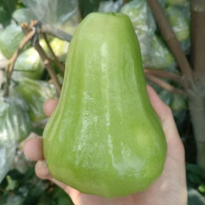 Wax Apple (Green)