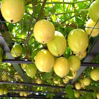 Passion Fruit - Yellow