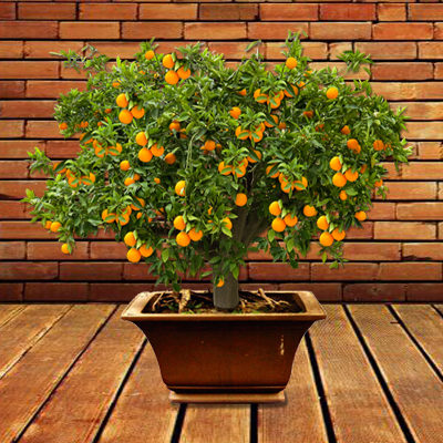 Calamondin